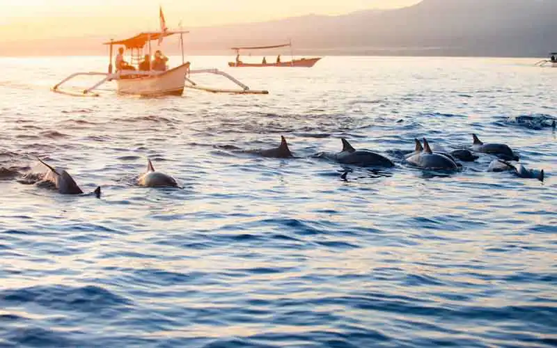 bali dolphin